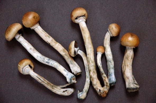 Magic Mushroom: Jamur Ajaib yang Bisa Bikin Halusinasi