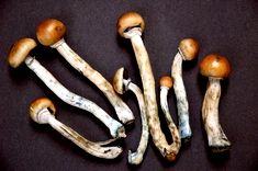 Magic Mushroom: Jamur Ajaib yang Bisa Bikin Halusinasi