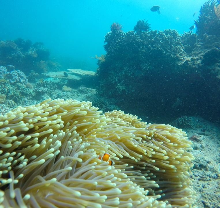 Spot diving dan snorkeling terbaik di Bali-03