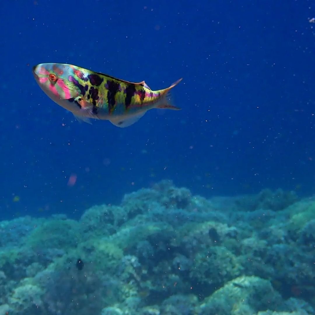 Spot diving dan snorkeling terbaik di Bali-05