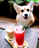 10 Cafe Pet Friendly di PIK untuk Paw Date sama Anabul