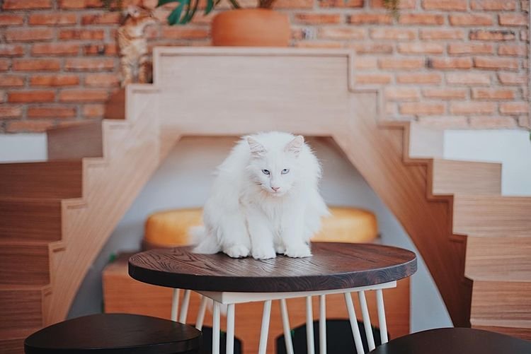 Ayo Makan Sambil Main Sama Kucing Lucu di 5 Cat Cafe Jakarta Ini
