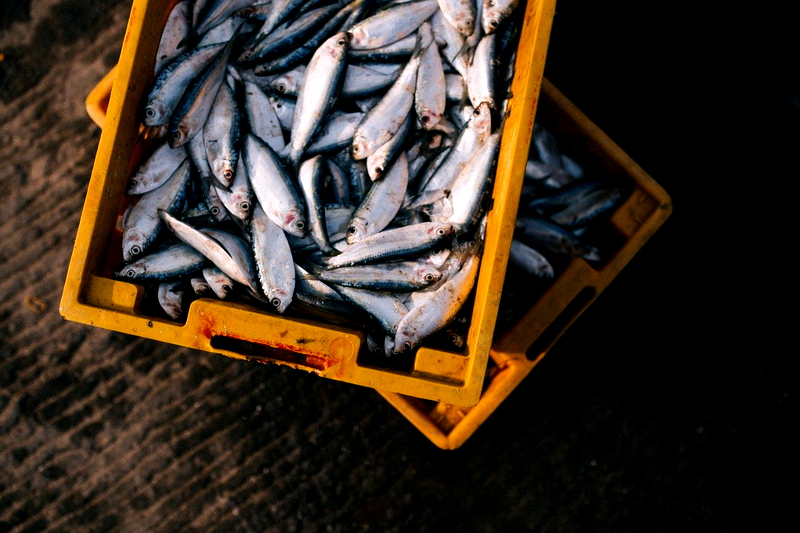 Tips Menyimpan Ikan Agar Awet dan Tetap Segar