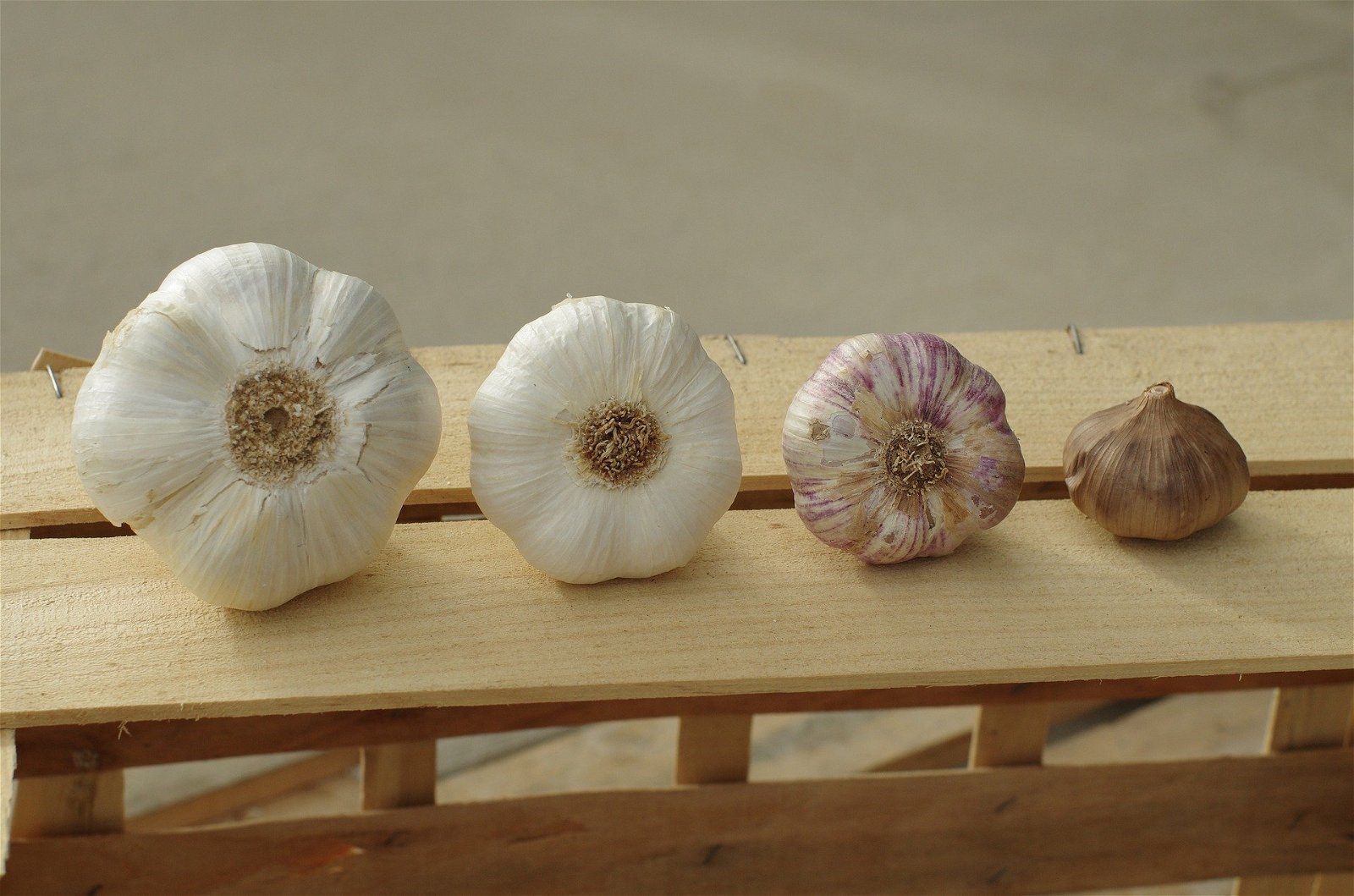 Mengenal Golden Garlic: Si Bawang Putih Istimewa