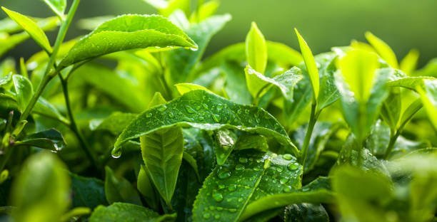 tanaman matcha dan green tea