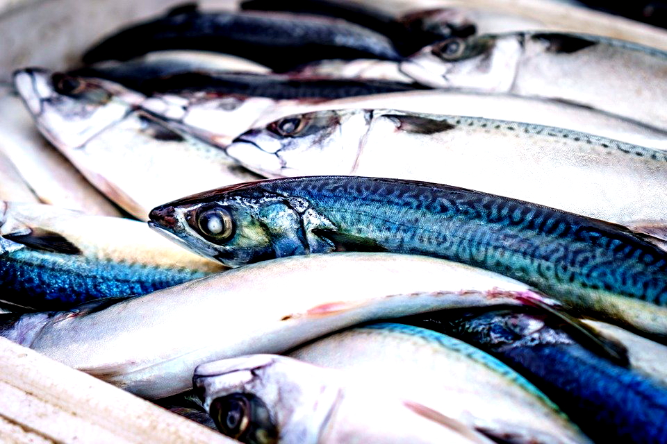 Bye Salmon! 7 Ikan Lokal Bergizi Tinggi Ini Gak Kalah Enak