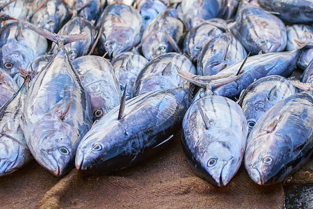 Tips Mencegah Keracunan Ikan Tongkol