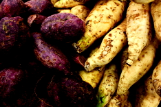 7 Jenis Umbi-Umbian Ini Bisa Jadi Alternatif Makanan Pokok