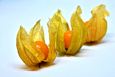 5 Manfaat Buah Ciplukan, Udah Pernah Coba Belum?