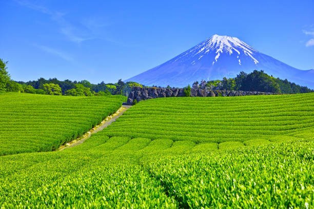 matcha dan green tea gunung fuji