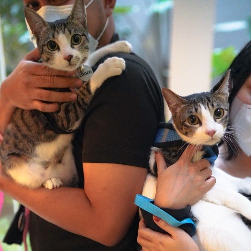 10 Cafe Pet-Friendly di Jakarta Buat Hangout Bareng Anabul