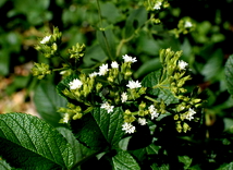 Mengenal Stevia, Pemanis Alami No Kolesterol
