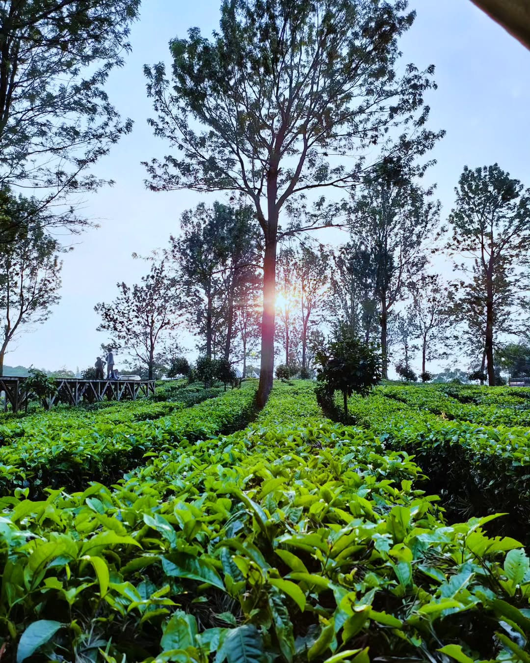 tempat-prewedding-di-bogor-03