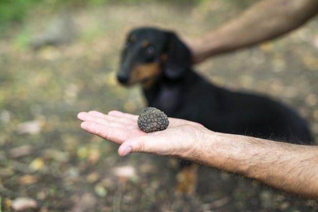 dog is harvesting truffle