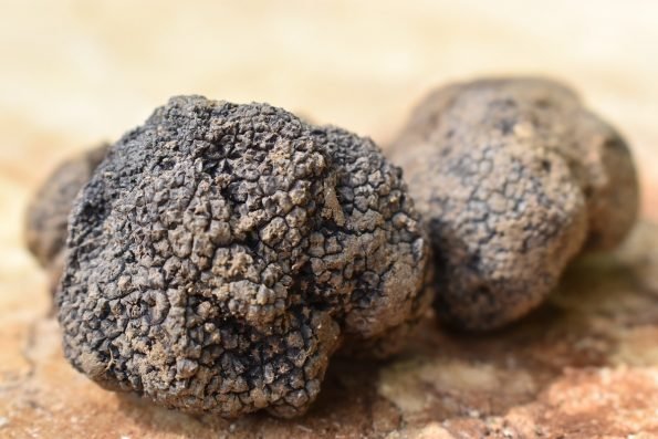 jamur truffle